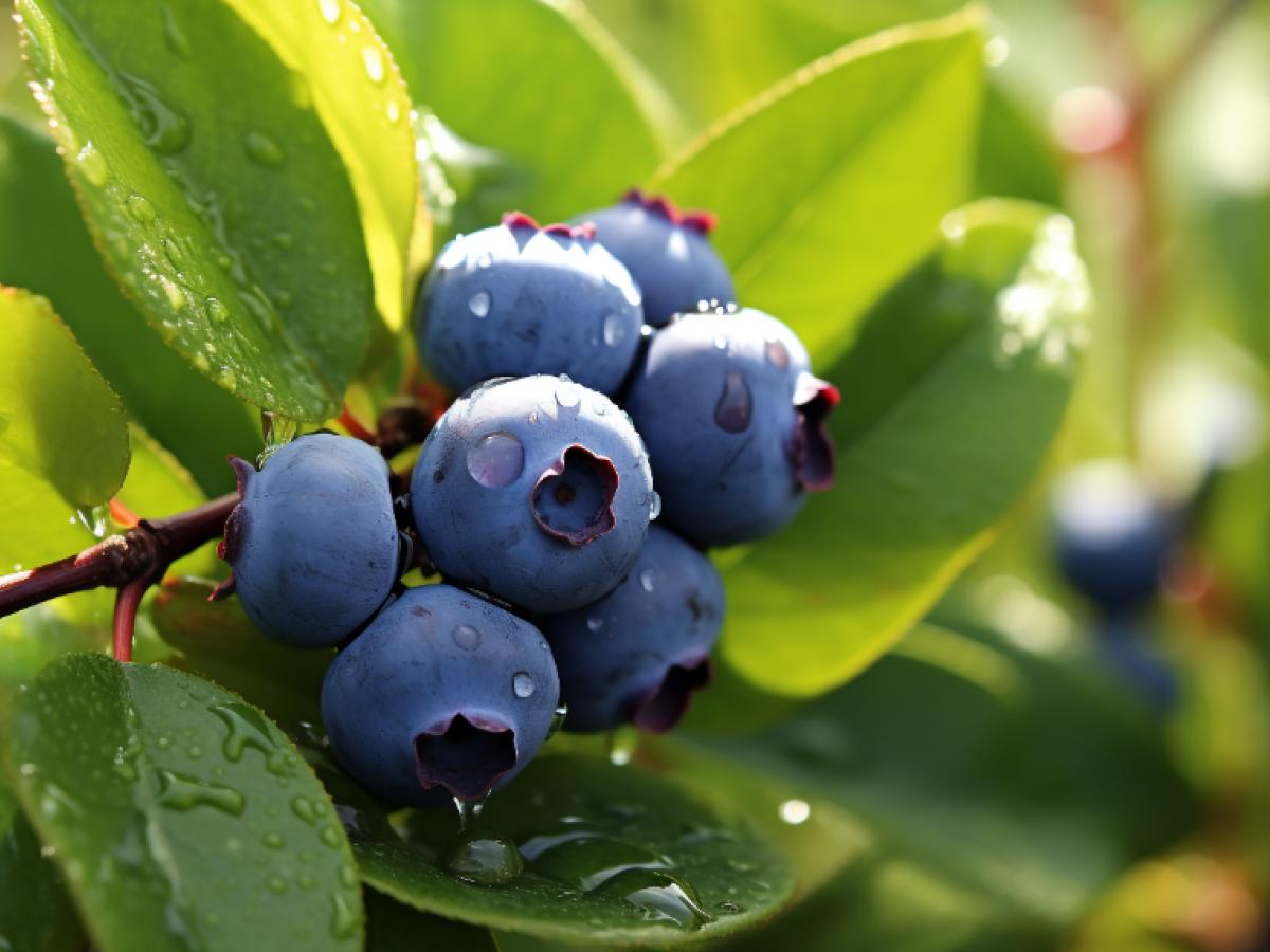 blueberries