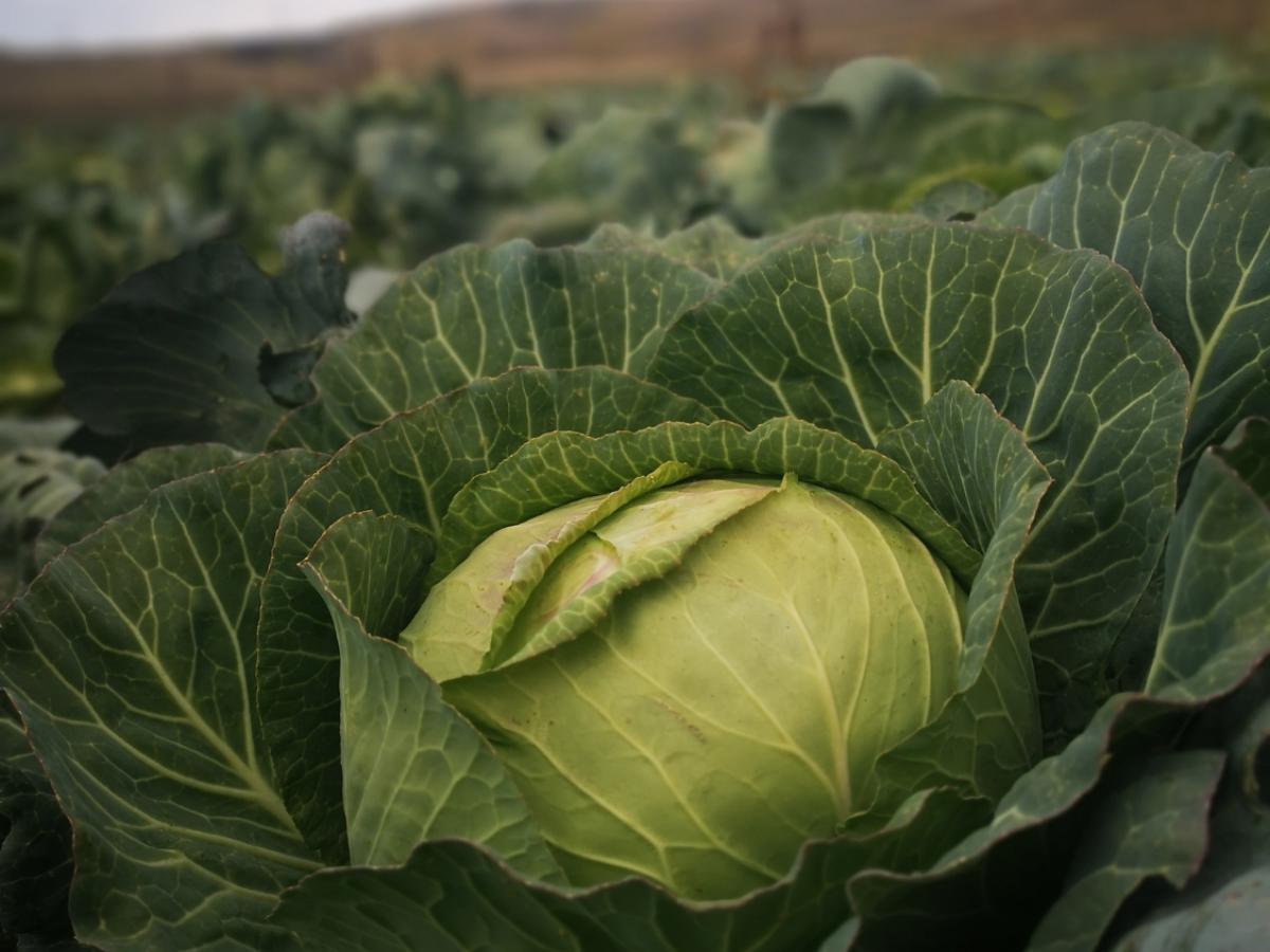 cabbage 2