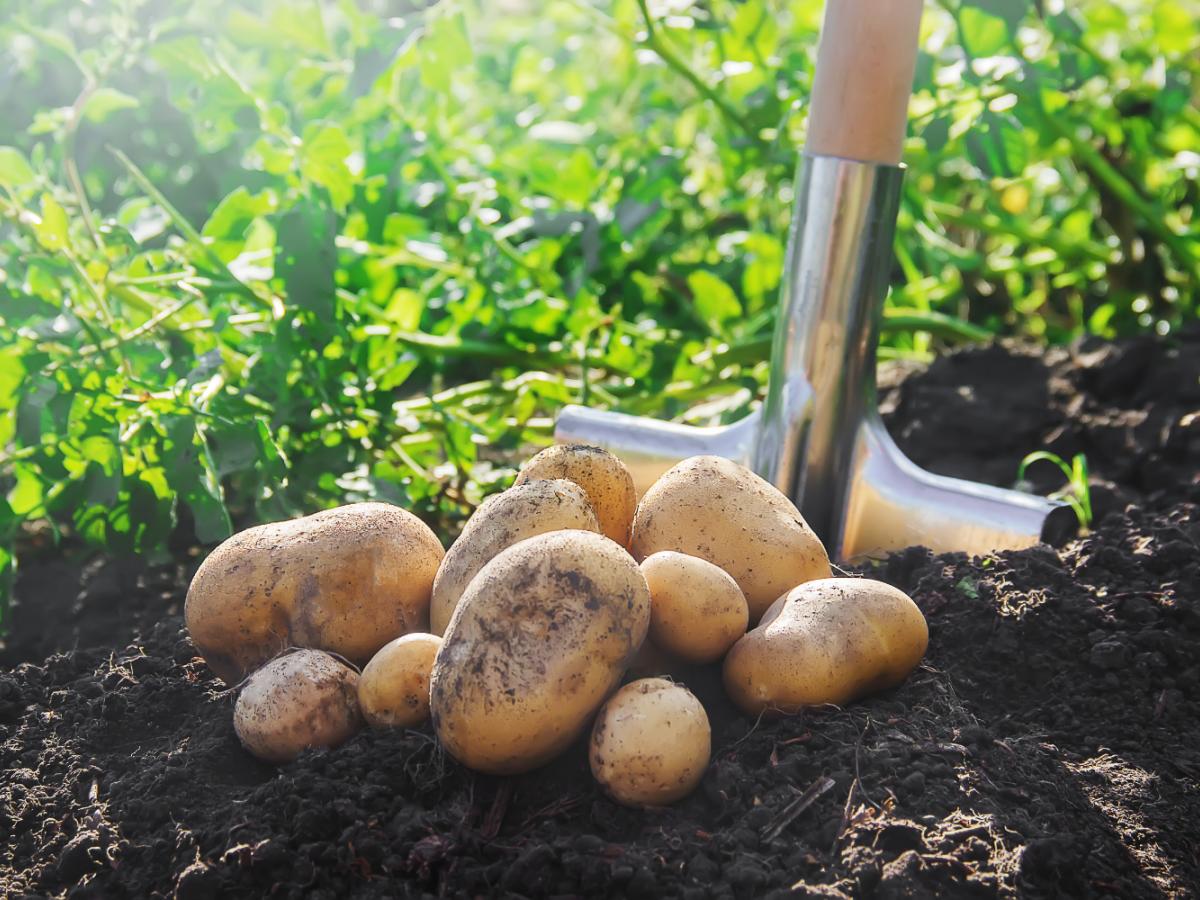 potato