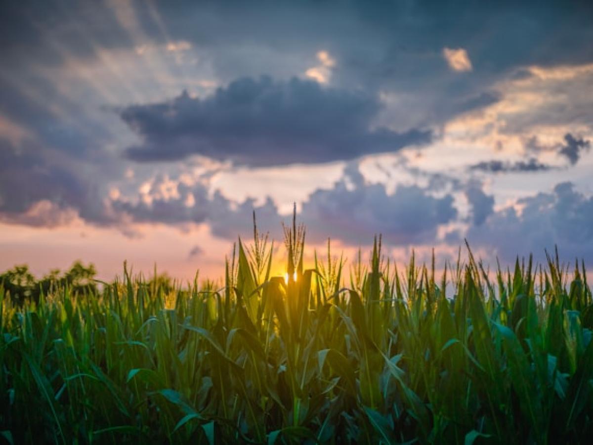 field
